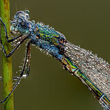 Insects
